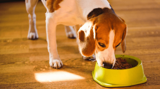 Dog Wheat Allergy Symptoms - A Comprehensive Guide