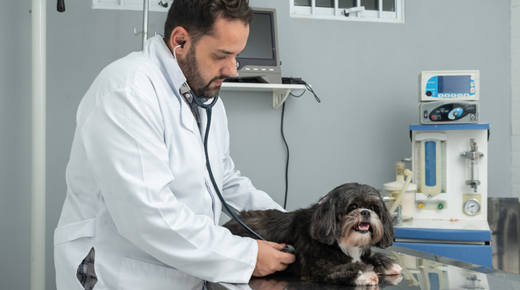 Expert Heart Care for Pets - Central Florida Veterinary Cardiology